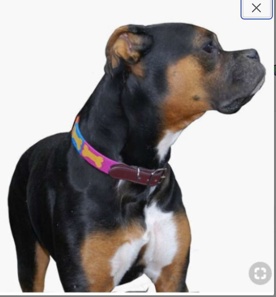 Needlepoint Dog Collar-Bone Design